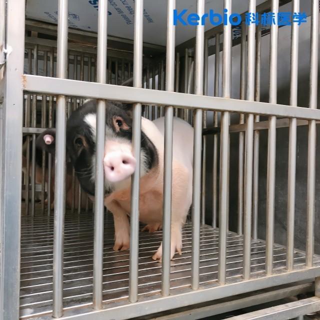临床前动物实验