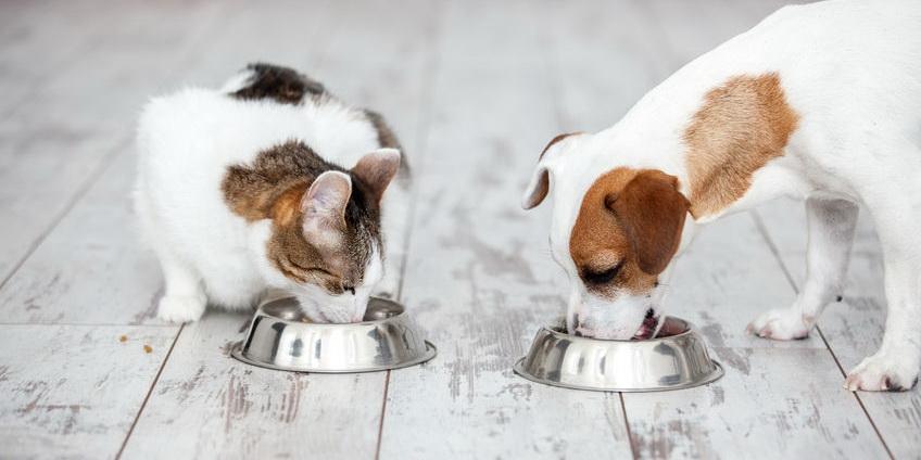 宠物营养膏检测