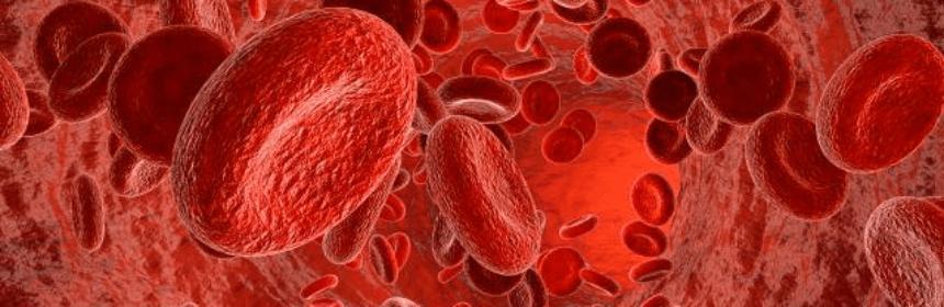 血液相容性评价